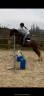 Castrone Welsh Poney (Sezione C) In vendita 2018 Sauro brulé