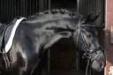 Pony castrone 148 cm