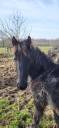 Cavalla Frisone In vendita 2019 Nero ,  PAARD