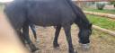 Cavalla Frisone In vendita 2020 Nero ,  PAARD