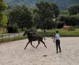 Cavalla Lusitano In vendita 2024 Nero