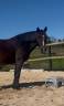 Castrone New Forest In vendita 2018 Baio ,  Skywalker