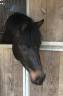Cavalla Welsh Poney (Sezione D), Welsh Cob  In vendita 2016 Baio scuro ,  Nia Domo’s Bolero