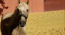 Castrone Lusitano In vendita 2018 Palomino ,  Lendario Oco