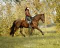 Castrone Lusitano In vendita 2020 Nero