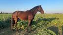 Intero Lusitano In vendita 2022 Baio scuro