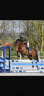 Cavalla Sella Francese In vendita 2019 Baio ,  BALOU DU ROUET