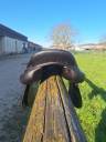 Sella da barrel Forestier  17.5" - 2023