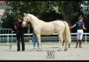 Castrone Welsh Poney (Sezione D), Welsh Cob  In vendita 2021 Crema ,  Qrysto Sponte