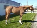 Castrone sBs Cavallo da Sport Belgio In vendita 2021 Sauro ,  George Z