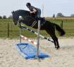 Cavalla BWP Cavallo da Sangue Belgio In vendita 2022 Baio scuro