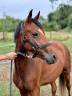 Puledra New Forest In vendita 2022 Baio ,  Orlando de Civry