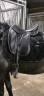 Sella da dressage Devoucoux  17.5" - 2013