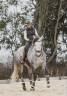 Castrone Lusitano In vendita 2019 Grigio ,  SULTAO SS