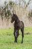 Puledra Lusitano In vendita 2025 Grigio ,  IMPERIO II SS