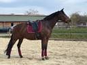 Cavalla KWPN Cavallo da Sport Neerlandese In vendita 2011 Baio scuro
