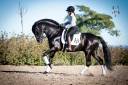 Intero PRE Andaluso In vendita 2016 Nero ,  TIZON