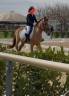 Pony , sauro, 6 anni