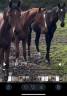 Intero Sella Francese In vendita 2023 Baio ,  EMERALD VAN'T RUYTERSHOF
