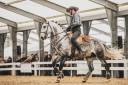 LIMPERADO DU DASTUGUE - Lusitano 2015 ,  Alamo