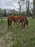 Cavalla Paint Horse In vendita 2005 Overo ,  OK BOY