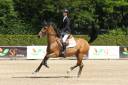 Cavalla Sella Francese In vendita 2014 Baio ,  OGANO SITTE