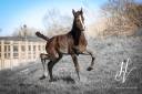 Puledro KWPN Cavallo da Sport Neerlandese In vendita 2025 Nero ,  Quaterhit