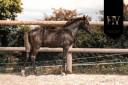 Puledro KWPN Cavallo da Sport Neerlandese In vendita 2025 Nero ,  Quaterhit
