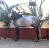 Intero PRE Andaluso In vendita 2017 Grigio