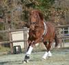 Castrone Lusitano In vendita 2020 Sauro