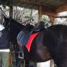 Sella da dressage Zaldi  17.5" - 2022