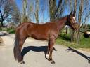 Castrone Sella Francese In vendita 2021 Sauro ,  CANDY DE NANTUEL