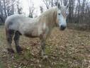 Stallone Percheron In vendita 2013 Grigio ,  trinqueur la touche