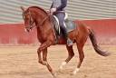 Luso-arabe 