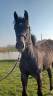 Puledra Zangersheide In vendita 2024 Grigio ,  COMMIL CHAMP Z