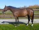 Castrone sBs Cavallo da Sport Belgio In vendita 2018 Baio ,  ERNEST JAP