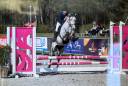 Castrone Pony da Sella Belgio In vendita 2021 Grigio