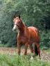 pony da salto del 2016