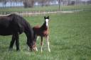 Puledro Shire In vendita 2025 Baio ,  Ruskington Quantum Lad