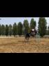 Cavalla Hannover 