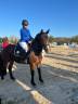 Castrone PFS Pony Francese da Sella In vendita 2020 Baio