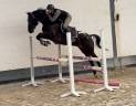 Castrone KWPN Cavallo da Sport Neerlandese In vendita 2020 Altro colore