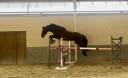 Castrone KWPN Cavallo da Sport Neerlandese In vendita 2016 Baio ,  SPIELBERG