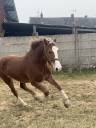 Cavalla Welsh Poney (Sezione D), Welsh Cob  In vendita 2023 Sauro