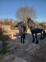 Puledra Cavallo da Sport Frisone In vendita 2024 Nero