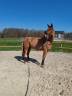 Castrone KWPN Cavallo da Sport Neerlandese In vendita 2019 Sauro ,  Hometown 