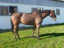 Castrone sBs Cavallo da Sport Belgio In vendita 2019 Baio ,  KLONDON JAP