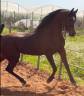 Cavallo arabo di 12 anni