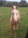 Puledro Palomino (Race) In vendita 2024 Palomino ,  Miracle du Moulin Pre