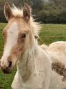 Puledro Palomino (Race) In vendita 2024 Palomino ,  Miracle du Moulin Pre